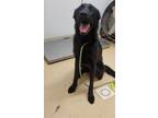 Adopt Luna a Labrador Retriever / Mixed Breed (Medium) / Mixed dog in Tool