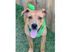 Adopt Vasco a Labrador Retriever / Mixed dog in Darlington, SC (41507892)