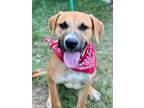 Adopt Vance a Labrador Retriever / Mixed dog in Darlington, SC (41507891)