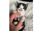 Adopt Kittson a Black & White or Tuxedo Domestic Shorthair (short coat) cat in