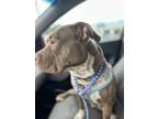 Adopt Peaches a Tan/Yellow/Fawn - with White American Pit Bull Terrier / Mixed