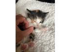 Adopt Roseau a Calico or Dilute Calico Domestic Shorthair (short coat) cat in