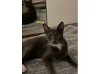 Adopt Mimi a Gray or Blue Domestic Shorthair / Mixed (short coat) cat in