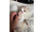 Adopt Wilken a Cream or Ivory (Mostly) Domestic Shorthair (short coat) cat in