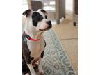 Adopt Rosie a Brindle - with White Boston Terrier / American Staffordshire