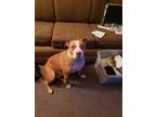 Adopt Millie a Tan/Yellow/Fawn - with White American Pit Bull Terrier / Mixed
