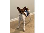 Adopt Little Dude a Brown/Chocolate - with White Fox Terrier (Smooth) / Mixed