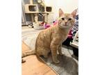 Adopt Rico a Orange or Red Tabby Domestic Shorthair (short coat) cat in West