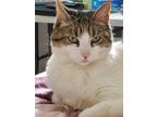 Adopt Lucy a Brown Tabby American Shorthair / Mixed (short coat) cat in Corpus