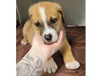 Adopt Henry a German Shepherd Dog / Mixed dog in Houston, TX (41507773)