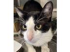 Adopt Luther a Domestic Shorthair / Mixed cat in Houston, TX (41507764)