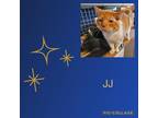 Adopt JJ a Orange or Red (Mostly) Domestic Shorthair (short coat) cat in