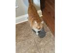 Adopt Kevin a Orange or Red Domestic Mediumhair / Mixed (medium coat) cat in