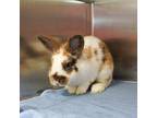 Adopt Robin a American / Mixed rabbit in Des Moines, IA (41490415)