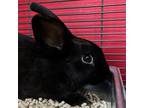 Adopt Crane a American / Mixed rabbit in Des Moines, IA (41490412)