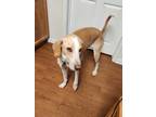 Adopt Louie a Tan/Yellow/Fawn - with White Hound (Unknown Type) / Mixed dog in