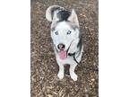 Adopt Loki a Siberian Husky / Mixed dog in Lincoln, NE (41507815)