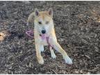 Adopt Opie a Siberian Husky / Mixed dog in Lincoln, NE (41507813)