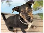 Adopt Alfredo a Tricolor (Tan/Brown & Black & White) Labrador Retriever / Mixed