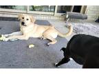 Adopt Cashew a Labrador Retriever / Shepherd (Unknown Type) / Mixed dog in