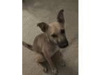 Adopt Kay (Suki) a Mixed Breed (Medium) / Mixed dog in Dallas, TX (41507497)