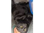 Adopt Pumpkin a All Black American Shorthair (short coat) cat in Columbus