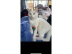 Adopt Bobi a White American Shorthair / Mixed (short coat) cat in Bakersfield