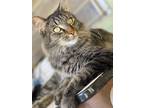 Adopt Tinka a Gray, Blue or Silver Tabby Tabby / Mixed (long coat) cat in Lake