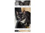 Adopt Saucy a Black & White or Tuxedo American Shorthair (short coat) cat in