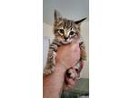 Adopt Tiger a Gray, Blue or Silver Tabby Domestic Shorthair (short coat) cat in