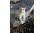 Adopt Athena’s a White American Shorthair / Mixed (short coat) cat in