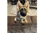 Adopt Rusty a Black - with Tan, Yellow or Fawn German Shepherd Dog / Mixed dog
