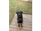 Adopt Tucker a Black Labrador Retriever / German Shepherd Dog / Mixed dog in