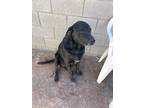 Adopt Blacky a Black Labrador Retriever / Mixed dog in Las Vegas, NV (41507472)