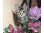 Adopt Mandarin a Brown Tabby Tabby (short coat) cat in Columbus, GA (41507464)