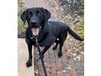 Adopt Fergus a Black Labrador Retriever / Mixed dog in Palestine, TX (41507410)