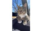 Adopt Gordo a Brown or Chocolate Manx / Mixed (medium coat) cat in Nashville