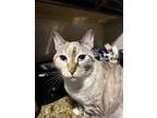 Adopt Freyja a Tan or Fawn Tabby Domestic Shorthair / Mixed (short coat) cat in