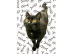 Adopt Mr. Meow Meow a All Black Domestic Shorthair / Mixed (short coat) cat in