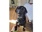 Adopt Murphy a Black Labrador Retriever / Mixed dog in Mooresville