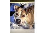Adopt Josie a Tan/Yellow/Fawn - with White American Pit Bull Terrier / Mixed dog