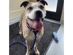 Adopt Ariel a Tan/Yellow/Fawn - with White Pit Bull Terrier / Mixed Breed