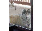 Adopt Kahuna a White - with Black Husky / Alaskan Malamute / Mixed dog in