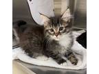 Adopt a Gray, Blue or Silver Tabby Domestic Longhair / Mixed (long coat) cat in