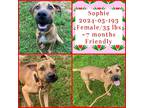 Adopt 2024-05-193 a Hound (Unknown Type) / Mixed dog in Winder, GA (41507377)