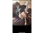 Adopt Luna a Black - with White American Pit Bull Terrier / Mixed dog in Cedar