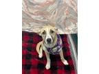 Adopt Rosie a Mixed Breed (Medium) / Mixed dog in Angola, IN (41507364)