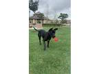 Adopt Adonis a Black Labrador Retriever / Great Dane / Mixed dog in San