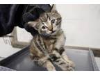 Adopt Henrietta a Gray or Blue Domestic Shorthair (short coat) cat in