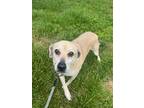 Adopt Bella a Tan/Yellow/Fawn Feist / Mixed dog in Waldorf, MD (41507320)